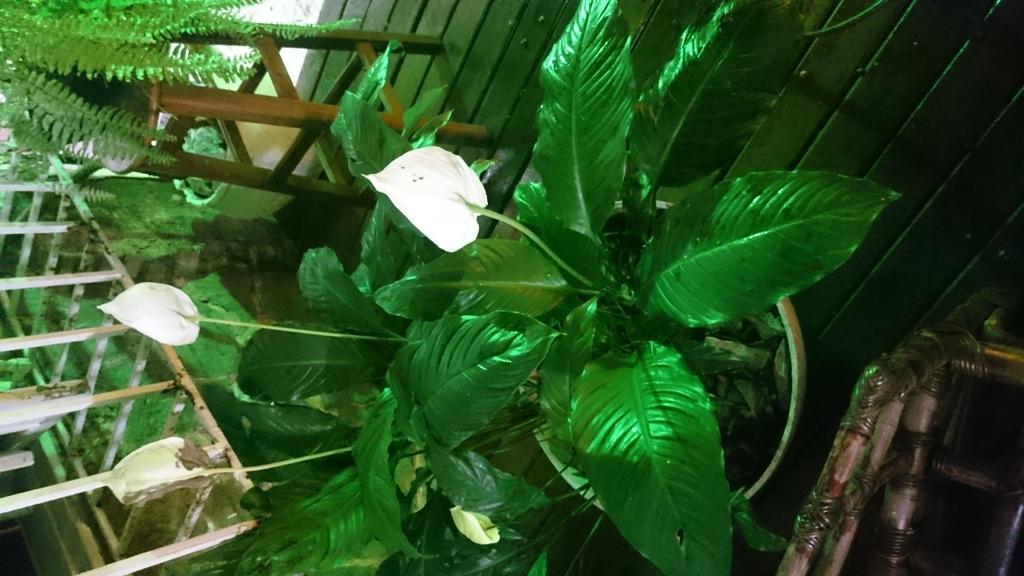 Copa Villa Hostel Rio de Janeiro Eksteriør bilde